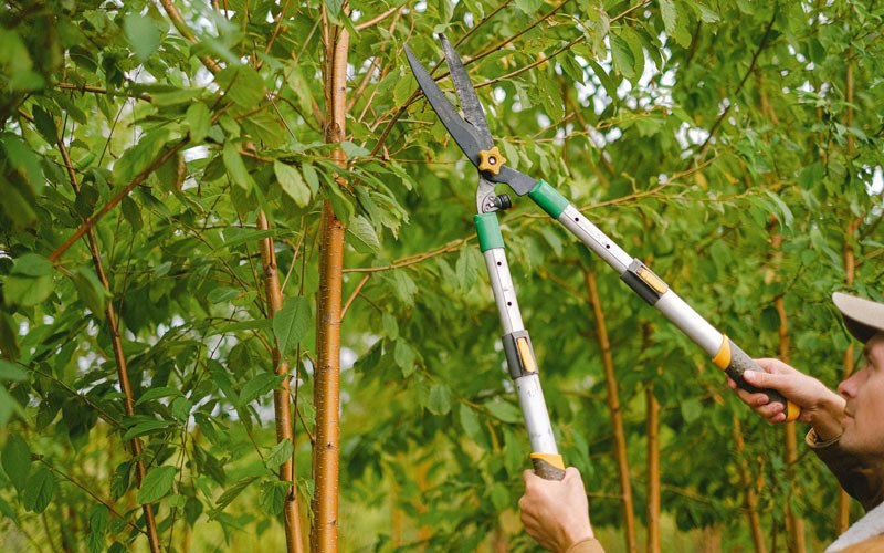 Tree trimming in Lewiston, UT